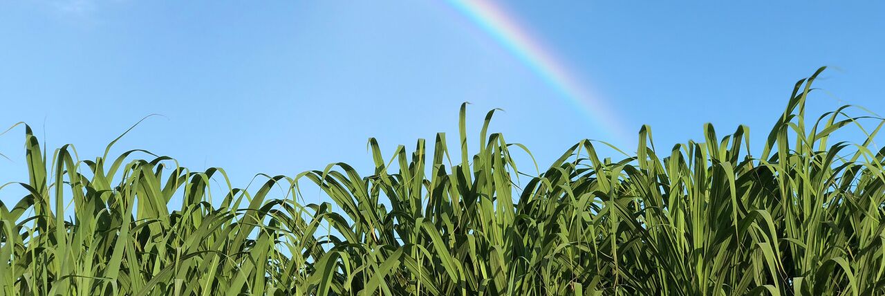 Sugarcane landscape